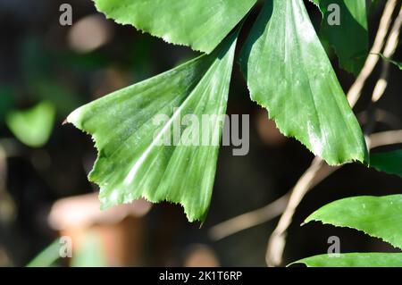 Caryota urens, Palmae oder ARECACEAE oder Caryota mitis Lour oder Fishtail Palm oder Wart Fishtail Palm Pflanze Stockfoto