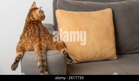 Eine gelangweilte Bengalkatze liegt und ruht auf dem Sofa. Rückansicht. Stockfoto