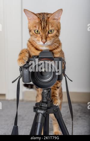 Bengalkatze - ein Fotograf fotografiert mit einer Kamera auf einem Stativ im Haus. Stockfoto