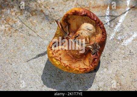 Apfel auf einer Steinplatte hat von der Sonne getrocknet Stockfoto