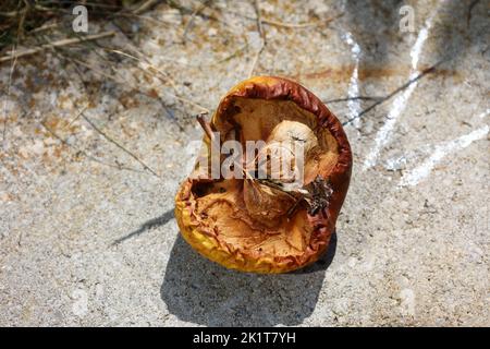 Apfel auf einer Steinplatte hat von der Sonne getrocknet Stockfoto