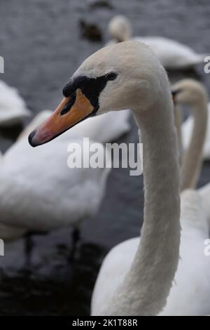 Nahaufnahme von Kopf und Hals eines Schwans inmitten anderer Schwäne im Wasser Stockfoto
