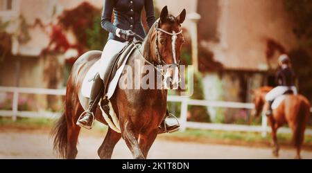 Ein schönes Lorbeerpferd mit einem Reiter im Sattel trabt in der Arena und nimmt an einem Sommertag an Dressurpferdeprüfungen Teil. spo Stockfoto