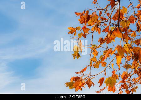 Herbstlicher und belaubter Hintergrund. Der Herbst kommt und die Blätter der Platanen werden von grün zu braun (mit Platz für Kopien) Stockfoto