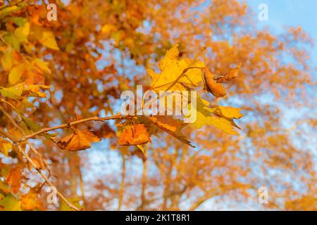 Herbstlicher und belaubter Hintergrund. Der Herbst kommt und die Blätter der Platanen werden von grün zu braun Stockfoto