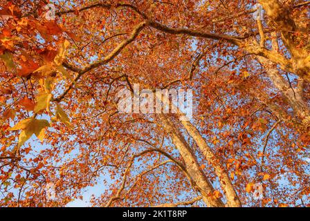 Herbstlicher und belaubter Hintergrund. Der Herbst kommt und die Blätter der Platanen werden bei Sonnenuntergang von braun zu rot Stockfoto