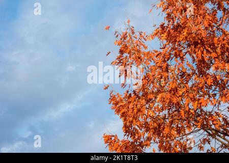 Herbstlich und Laub mit bewölktem Himmel Hintergrund. Herbst kommt, Ahornblätter werden von grün zu rot und braun (mit Kopierfläche) Stockfoto
