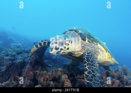 Eine Hawksbill-Meeresschildkröte (Eretmochelys imbricata) spuckt über ein Blasenkorallenriff auf Mauritius. Stockfoto