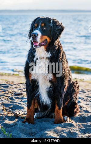 Berner Sennenhund; am Strand; Whidbey Island; Washington; USA Stockfoto