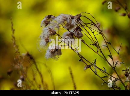 Disteln auf einer Waldwiese an einem sonnigen Septembermorgen blasen, Polen im Herbst.Schließen, horizontale Ansicht. Stockfoto