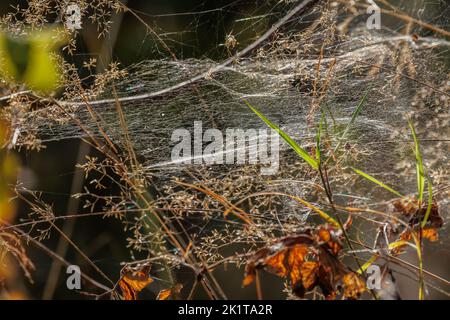 Herbstspinnen im Wald, beleuchtet von den ersten Sonnenstrahlen.Polen im September.Nahaufnahme.Horizontale Ansicht Stockfoto