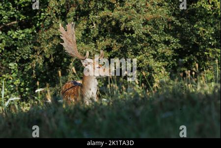Europäischer Damhirsch (Dama dama) zwischen hohen Gräsern auf einer Waldwiese. Er steht seitlich und zeigt ein schönes, kraftvolles Geweih. Polen in einem Stockfoto