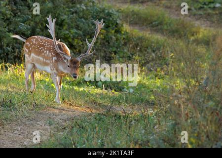 Das europäische Damwild Bulk (Dama dama) grast an schönen Herbstnachmittagen auf der Wiese.Horizontale Ansicht schließen Stockfoto