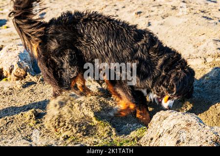 Berner Sennenhund gräbt wütend im Strandsand; Whidbey Island; Washington; USA Stockfoto