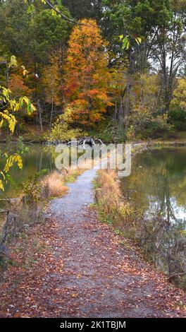 Der schmale, kurvige Weg führt über den Steele Creek Lake in Bristol, Tennessee. Der Weg ist mit herbstlichen Herbstblättern bedeckt und führt an einem leuchtend orangefarbenen Baum vorbei. Stockfoto