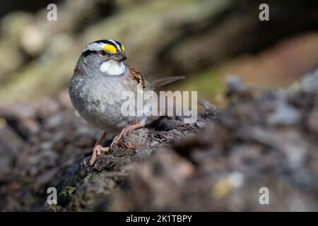 Ein Weißkehlspatzen steht auf einem Baumstamm, während er im Ashbridges Bay Park in Toronto, Ontario, nach einer Mahlzeit buhlt. Stockfoto