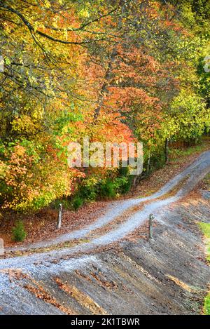 Von Bäumen gesäumter, holpriger Feldweg schlängelt sich auf einem Hügel von Tennessee. Herbstfarben füllen Straßenrand. Stockfoto