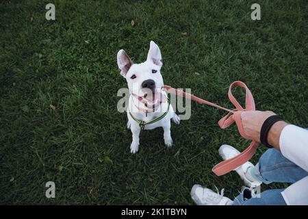 Porträt eines weißen staffordshire Terrier auf grünem Gras. AmStaff Welpe sitzt draußen an der Leine und schaut in die Kamera Stockfoto