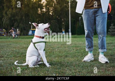 Junger staffordshire Terrier Welpe in einem öffentlichen Park Interaktion mit dem Besitzer. Welpenausbildung, Zeit mit Hund im Freien verbringen Stockfoto