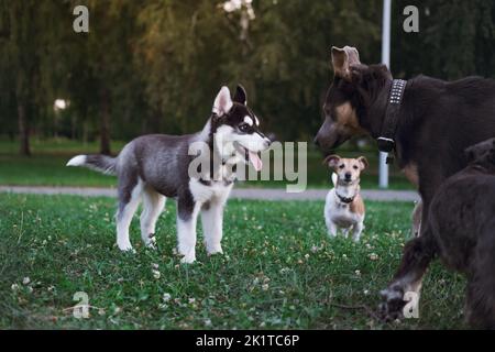 Ein Husky Welpe mit einer Gruppe von Hunden in einem öffentlichen Park. Dog Park Szene, Hunde interagieren und Geselligkeit Stockfoto