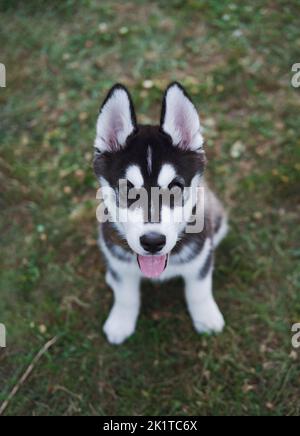 Porträt eines niedlichen kleinen Husky Welpen auf dem Gras sitzen Blick auf die Kamera. Lustig glücklich Husky Hund posiert im Freien Stockfoto