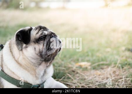 Lustiger Mops mit geschlossenen Augen, der draußen auf dem Rasen liegt. Schöne alternde Hund Porträt, Ruhe und Entspannung im Freien Stockfoto