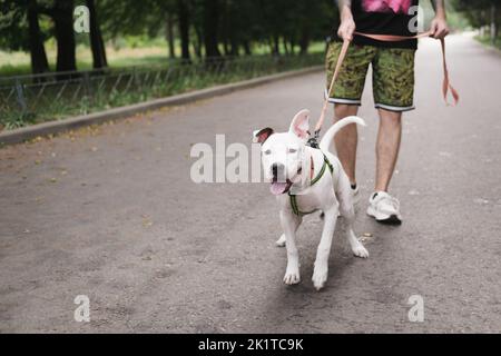 Wandern mit einem aktiven Hund an der Leine. Der Mann geht mit seinem glücklichen staffordshire Terrier Welpen im Freien Stockfoto