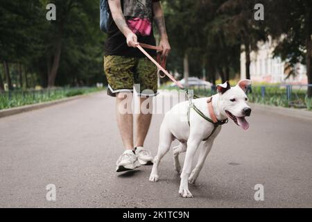 Ungehorsamer Hund, der an der Leine zieht. Junger staffordshire-Terrier, der reaktives schlechtes Verhalten zeigt Stockfoto