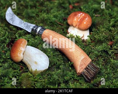 Junger Pilz, Boletus edulis, im Moos mit einem Pilzmesser Stockfoto
