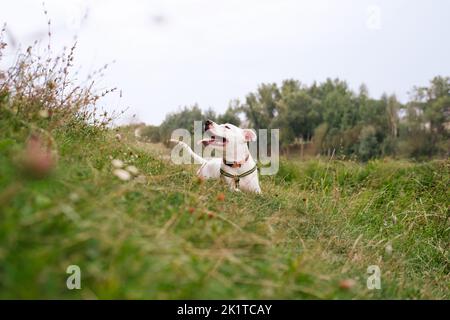 Porträt eines niedlichen und glücklichen staffordshire Terrier Hund ruht auf dem grünen Gras. Pitbull Welpe genießt die Natur, schöne Naturszene Stockfoto