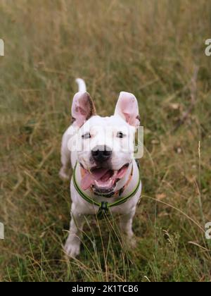 Aktiver und glücklicher junger Hund im grauen Herbstgras. Niedlicher staffordshire Terrier Welpe posiert im Freien Stockfoto