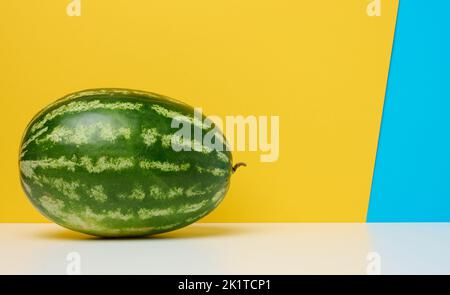 Runde gestreifte grüne Wassermelone auf gelb-blauem Hintergrund. Stockfoto