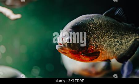 Räuberisch hungriger Süßwasser-Rotbauchige Piranha-Fische schwimmen im Aquarium des Ozeanariums. Eine Menge Piranhas aus der Nähe. Stockfoto