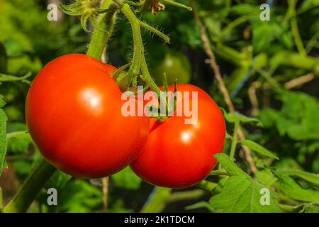 Frische reife rote Tomaten auf der Rebe Stockfoto