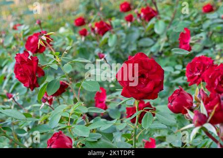 Rote Samtrosen blühen im Sommer im Rosengarten. Stockfoto