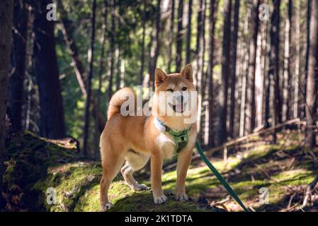 Der süße 5 Monate alte shiba-Inu-Welpe steht an sonnigen Tagen auf einem gefallenen moosigen Baum im Wald. Stockfoto