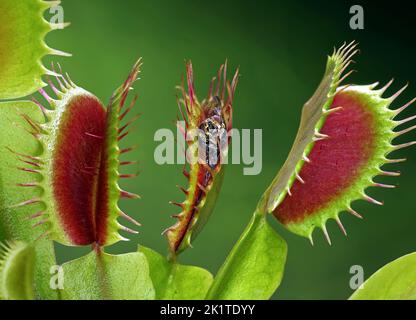 Nahaufnahme einer zerlegten Fliege in halb geöffneter venusfliegenfalle, dionaea muscipula mit einer gefangenen Fliege auf grünem Hintergrund Stockfoto