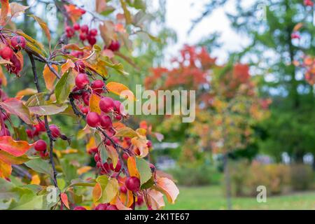 Reife Paradiesäpfel auf einem Zweig. Wilder Apfelbaum mit reifen kleinen Äpfeln. Chinesischer Laubbaum. Stockfoto