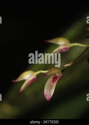 Blüten der Miniatur-Orchidee Specklinia grobyi Stockfoto