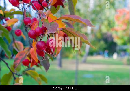 Reife Paradiesäpfel auf einem Zweig. Wilder Apfelbaum mit reifen kleinen Äpfeln. Chinesischer Laubbaum. Stockfoto