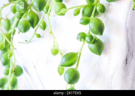 Nahaufnahme der Senecio Rowleyanus-Perlenkette, die außerhalb des Blumentopfes hängt Stockfoto