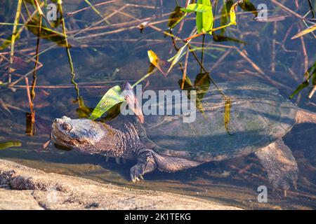 Im Crab Lake, Kawartha Highlands Provincial Park, Ontario, schwimmt eine schnappende Schildkröte an einer felsigen Küste mit dem Kopf aus dem Wasser. Stockfoto