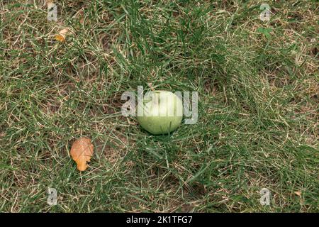 Grüne Äpfel wiegen auf einem Ast im Garten. Unreife Äpfel. Stockfoto