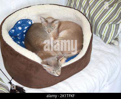 Niedliche Tonkinesen im Bett zu Hause. Stockfoto