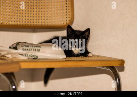 Ein süßes schwarz-weißes Kitty, das auf einem Stuhl sitzt. Stockfoto