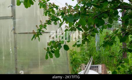 Irga auf einem Gartengrundstück mit einem Gewächshaus. Grüne Beeren von Irgi an einen Baum gebunden. Stockfoto