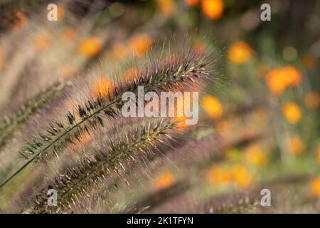 Ornamentales chinesisches Brunnengras Pennisetum Alopecuroides Red Head, fotografiert im Herbst mit einer Makrolinse bei RHS Wisley, Großbritannien. Orange geum dahinter. Stockfoto
