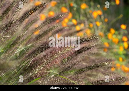 Ornamentales chinesisches Brunnengras Pennisetum Alopecuroides Red Head, fotografiert im Herbst mit einer Makrolinse bei RHS Wisley, Großbritannien. Orange geum dahinter. Stockfoto