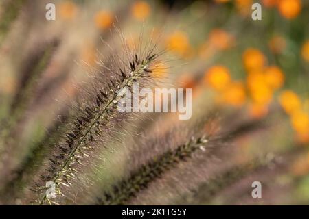 Ornamentales chinesisches Brunnengras Pennisetum Alopecuroides Red Head, fotografiert im Herbst mit einer Makrolinse bei RHS Wisley, Großbritannien. Orange geum dahinter. Stockfoto
