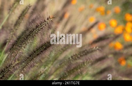 Ornamentales chinesisches Brunnengras Pennisetum Alopecuroides Red Head, fotografiert im Herbst mit einer Makrolinse bei RHS Wisley, Großbritannien. Orange geum dahinter. Stockfoto
